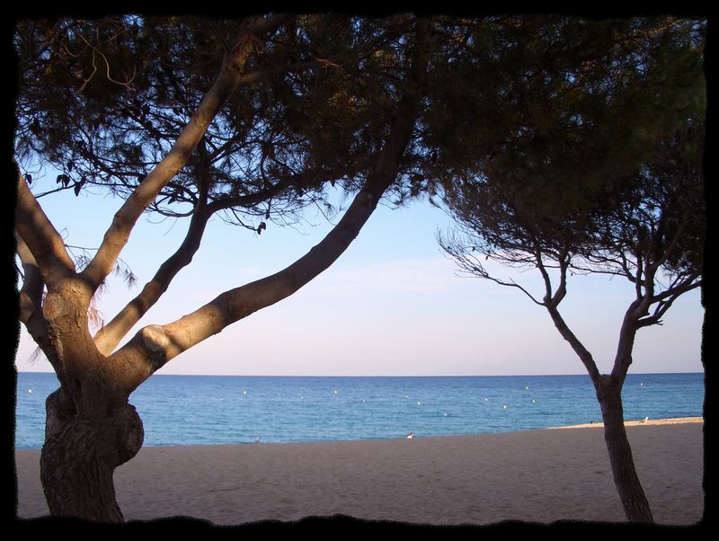 bäume, strand und mee(h)r