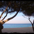 bäume, strand und mee(h)r