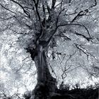Bäume-Trilogie 2