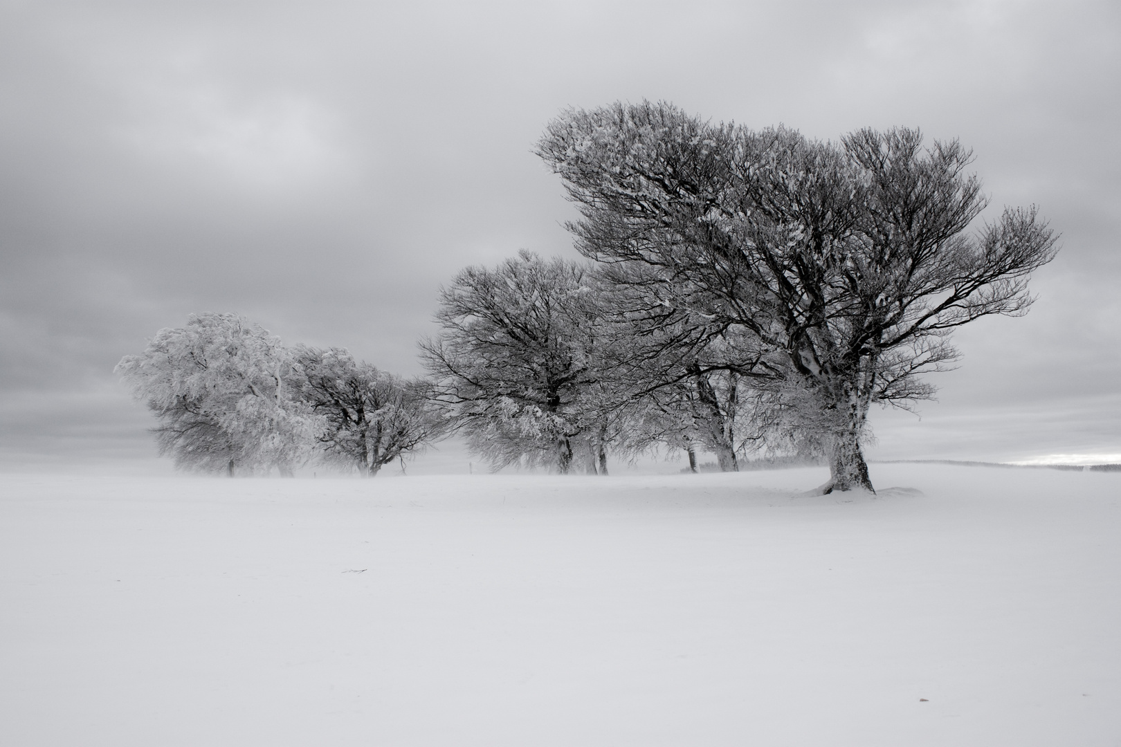 Bäume trotzen dem Winter