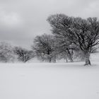 Bäume trotzen dem Winter