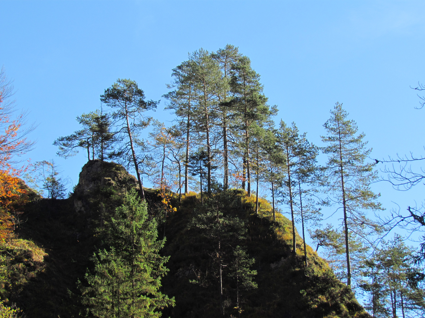 Bäume über der Almbachklamm