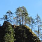 Bäume über der Almbachklamm