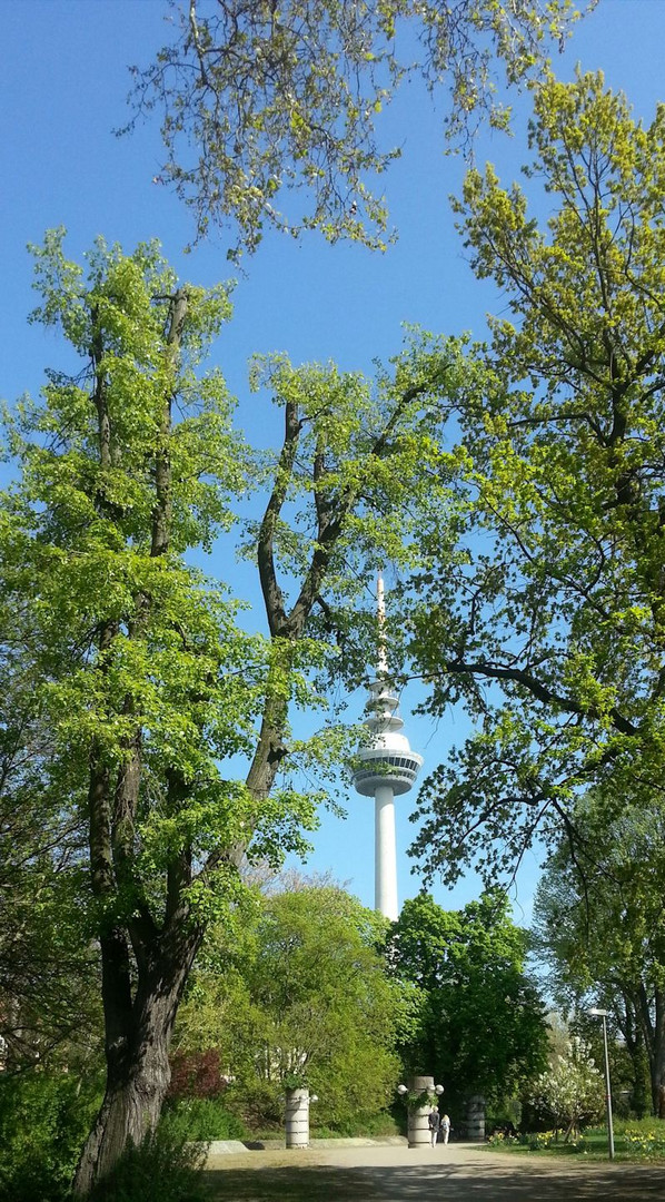 Bäume überragen den Fernmeldeturm