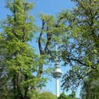 Bäume überragen den Fernmeldeturm