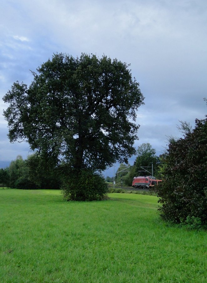 Bäume umarmen