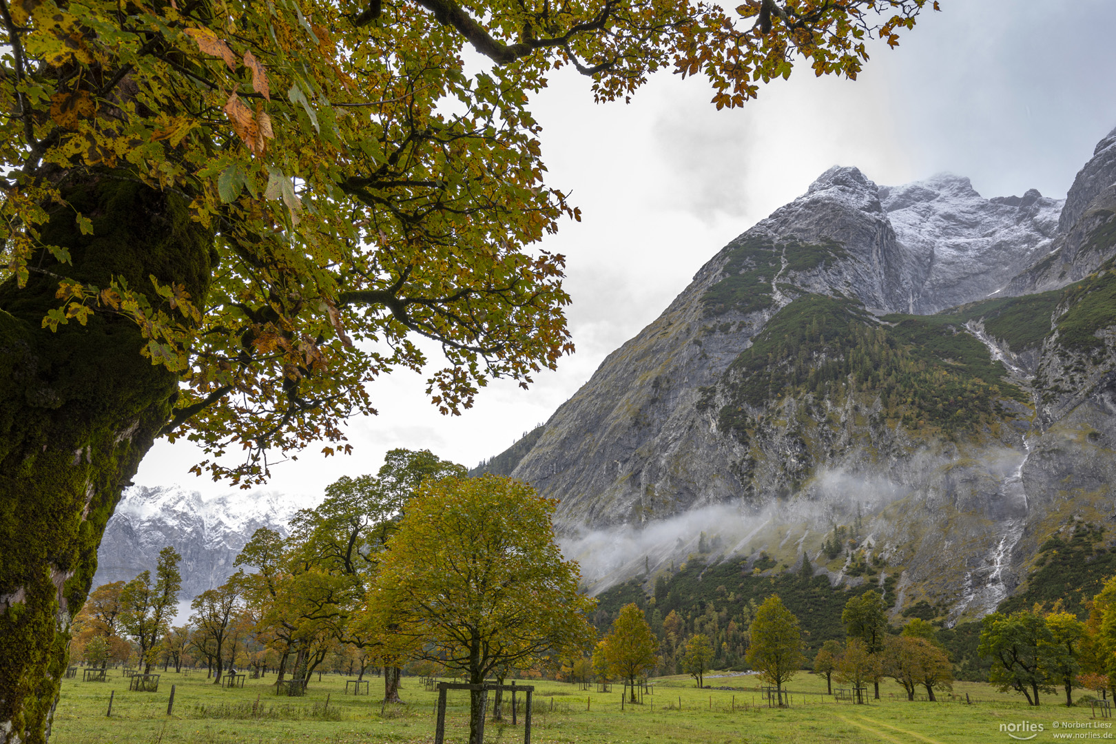 Bäume und Berge