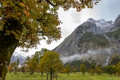 Bäume und Berge