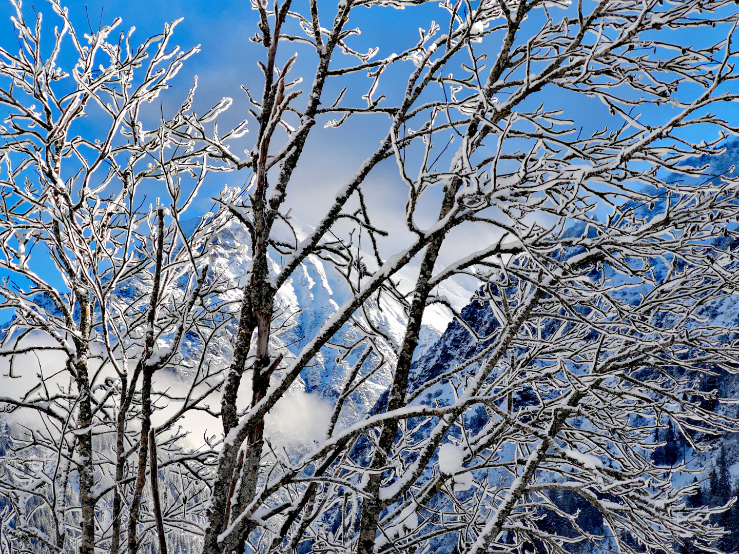 Bäume und Berge p22-20-col +Schneefotos