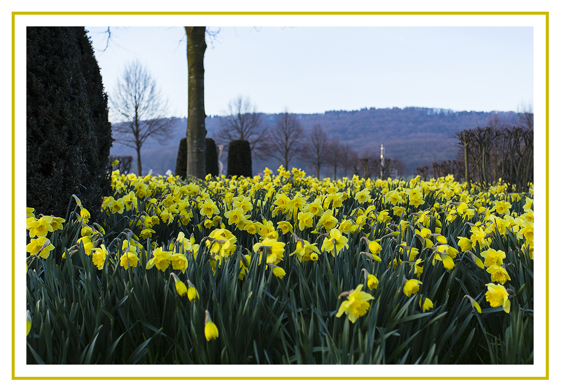 Bäume und Blumen