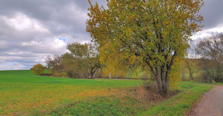 Bäume und Büsche am See