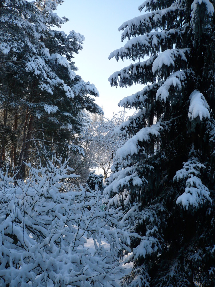 Bäume und der Schnee