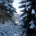 Bäume und der Schnee