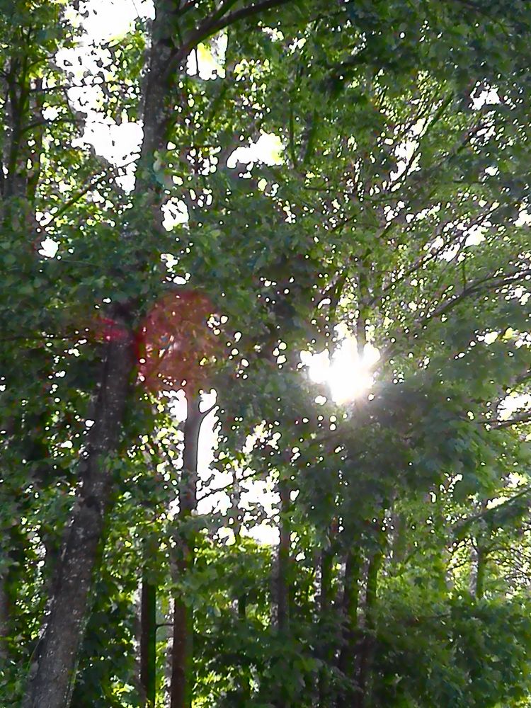 Bäume und die Sonne