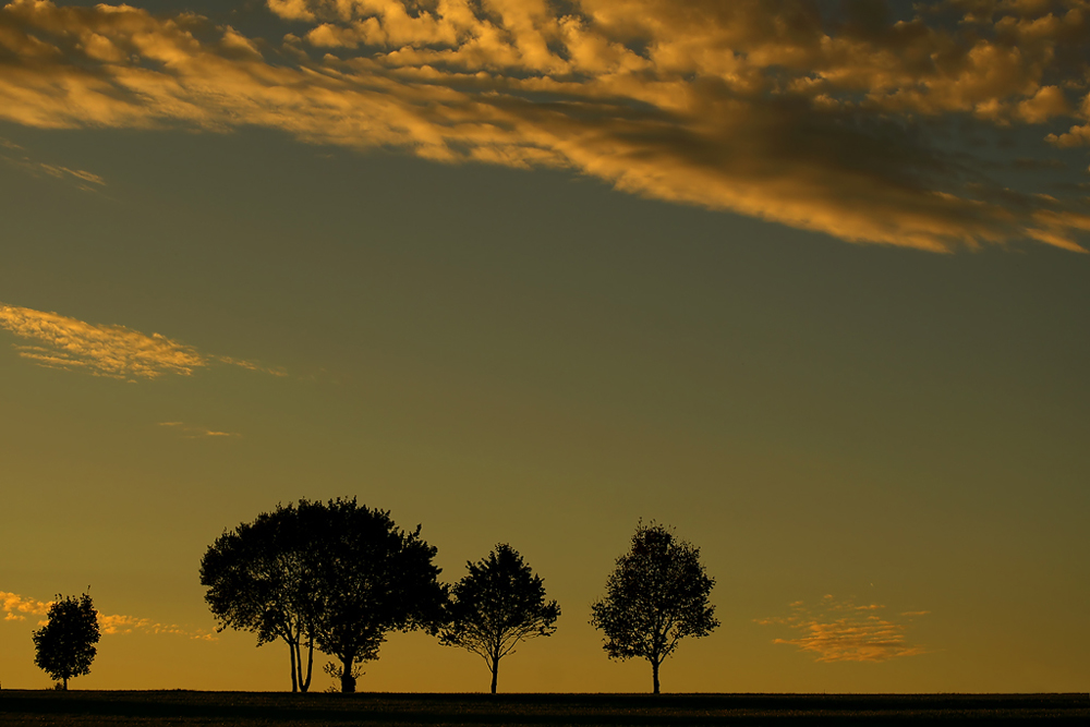 Bäume und Himmel