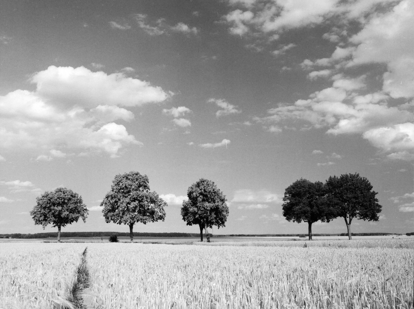 Bäume und Himmel