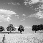 Bäume und Himmel