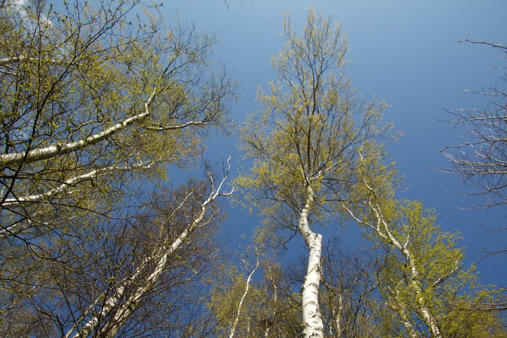 Bäume und Himmel ohne Ende