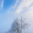 Bäume und Licht - auf dem Kahlen Asten (1)