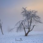 Bäume und Licht - auf dem Kahlen Asten (3)