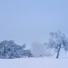 Bäume  und Licht - auf dem Kahlen Asten (4)