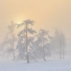 Bäume und Licht - auf dem Kahlen Asten (5)