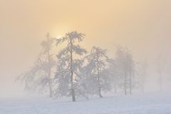 Bäume und Licht - auf dem Kahlen Asten (5)