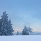 Bäume und Licht - auf dem Kahlen Asten (6)