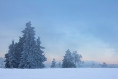 Bäume und Licht - auf dem Kahlen Asten (6)