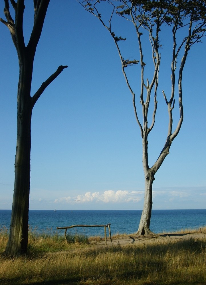 Bäume und Meer