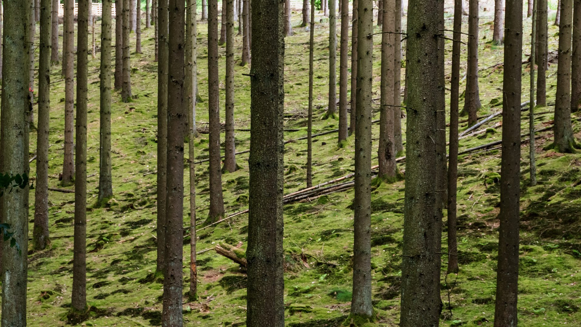 Bäume und Moos