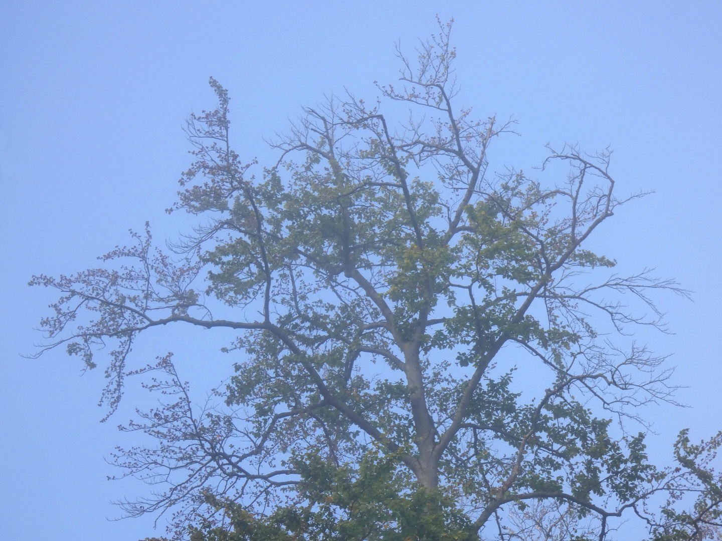 Bäume und Nebel 