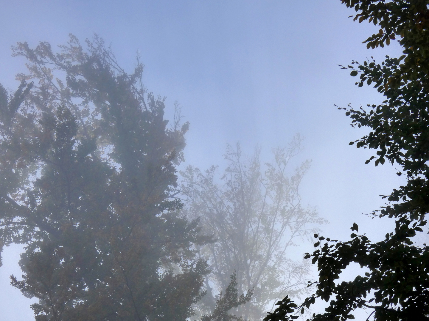 Bäume und Nebel 