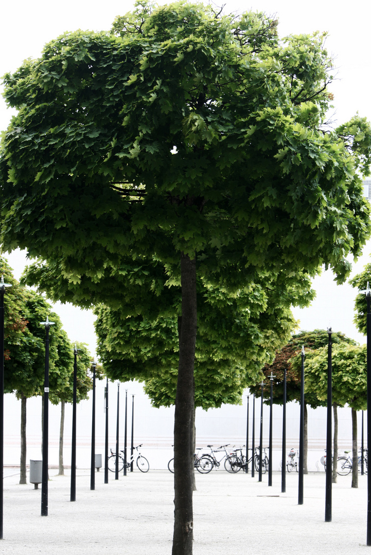 Bäume und Räder an der Museumsmeile