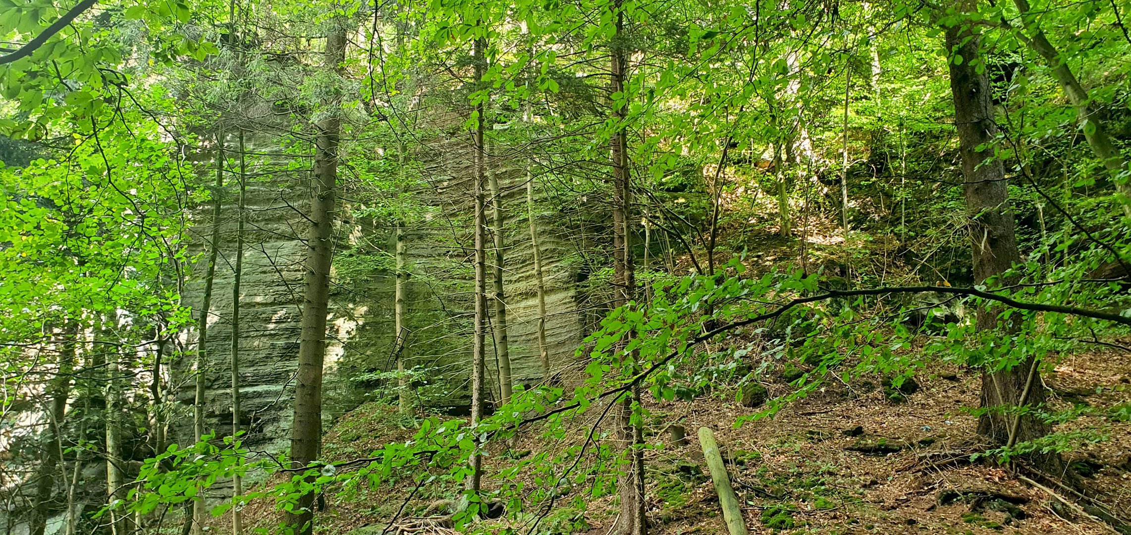 Bäume und Sandstein**