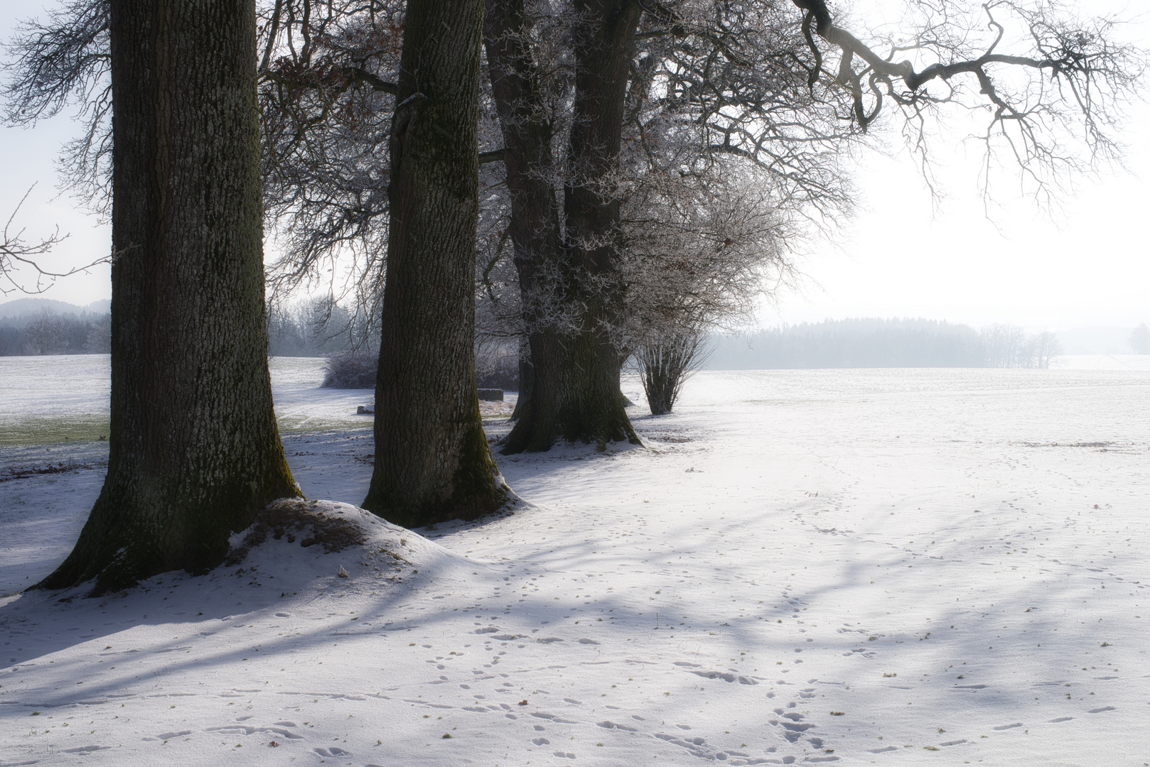 Bäume und Schnee