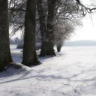 Bäume und Schnee