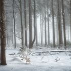 Bäume und Schnee