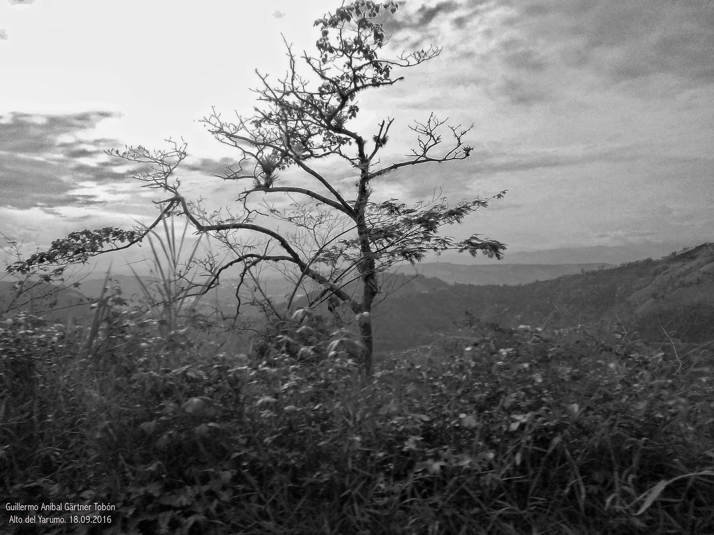 Bäume und Silhouetten