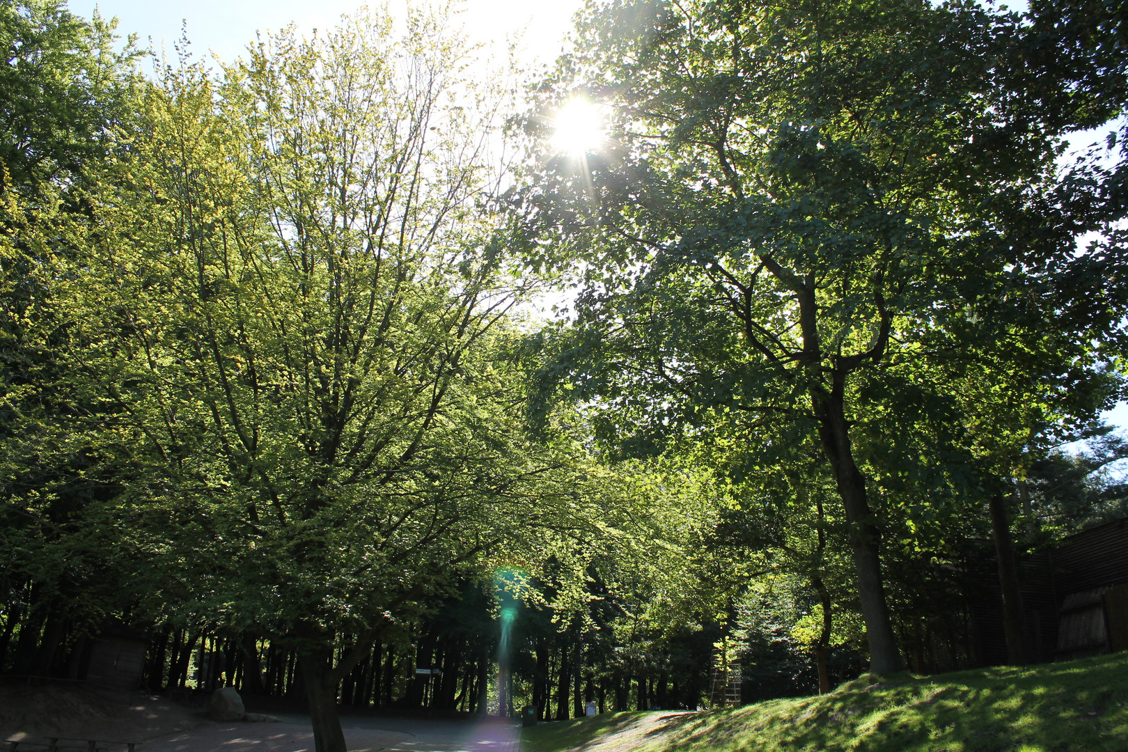 Bäume und Sonne