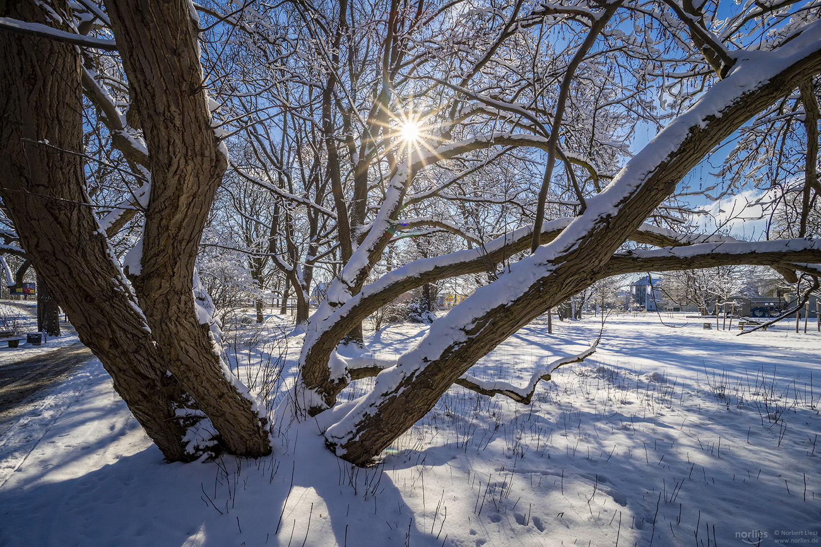 Bäume und Sonne