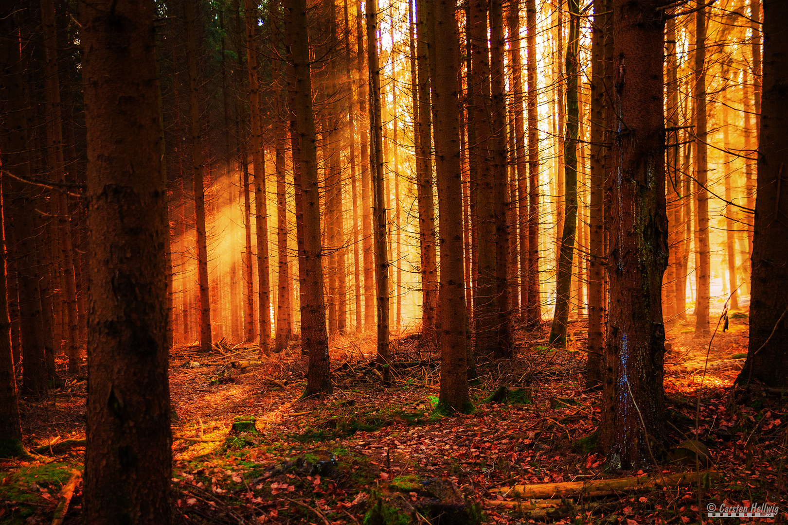 Bäume und Sonnenschein