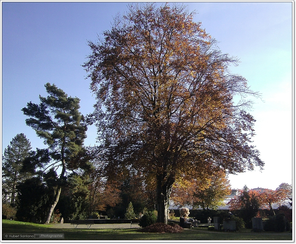 Bäume und Sträucher im Herbst (2)