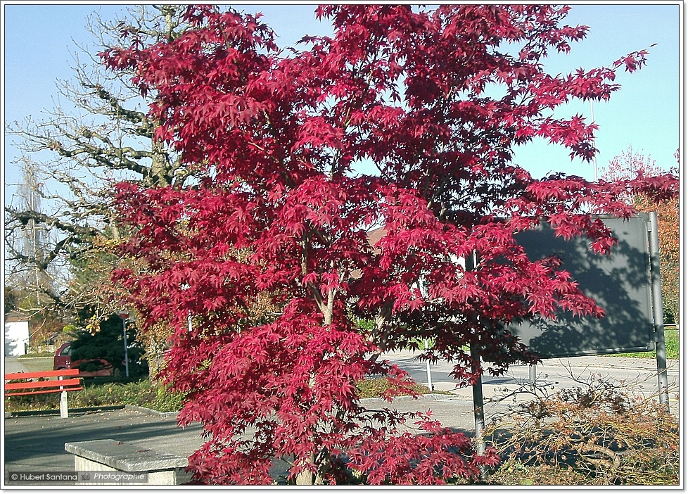 Bäume und Sträucher im Herbst