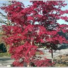 Bäume und Sträucher im Herbst