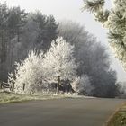 Bäume und Sträucher in Kristalle gehüllt