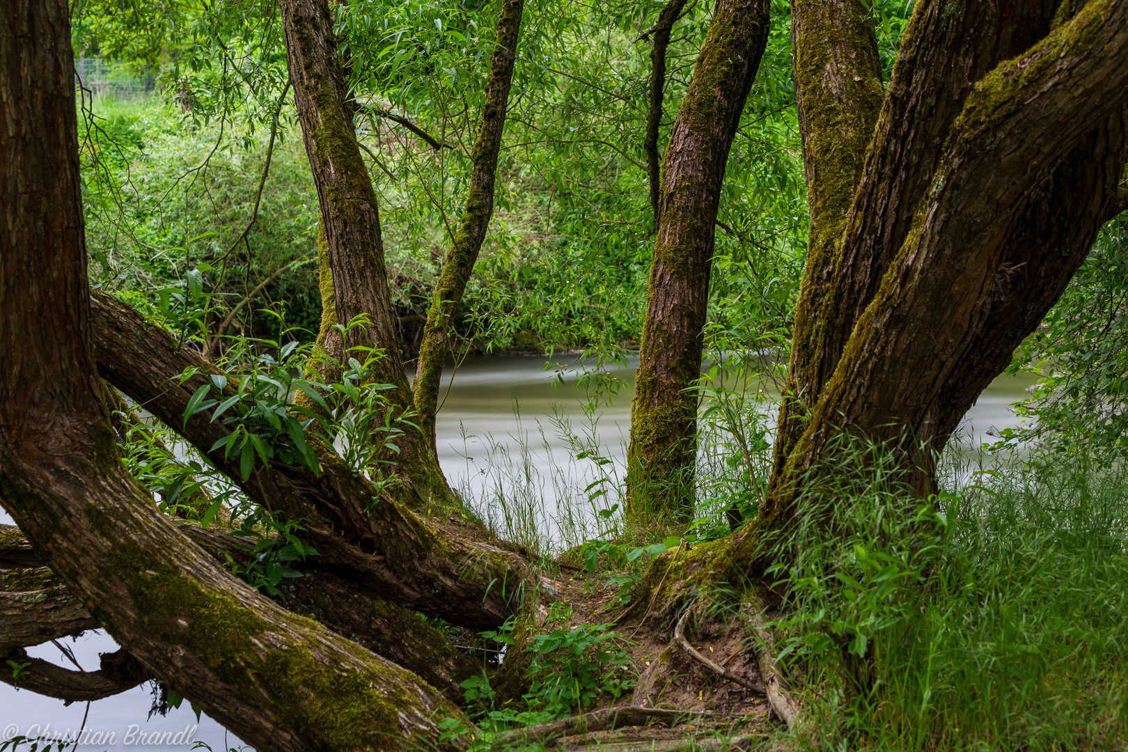 Bäume und Wasser