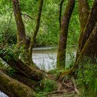 Bäume und Wasser