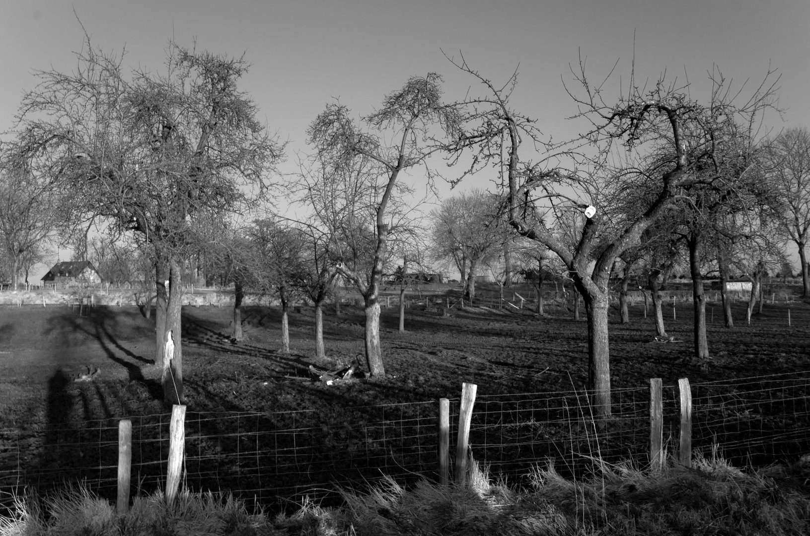 Bäume und Wiese