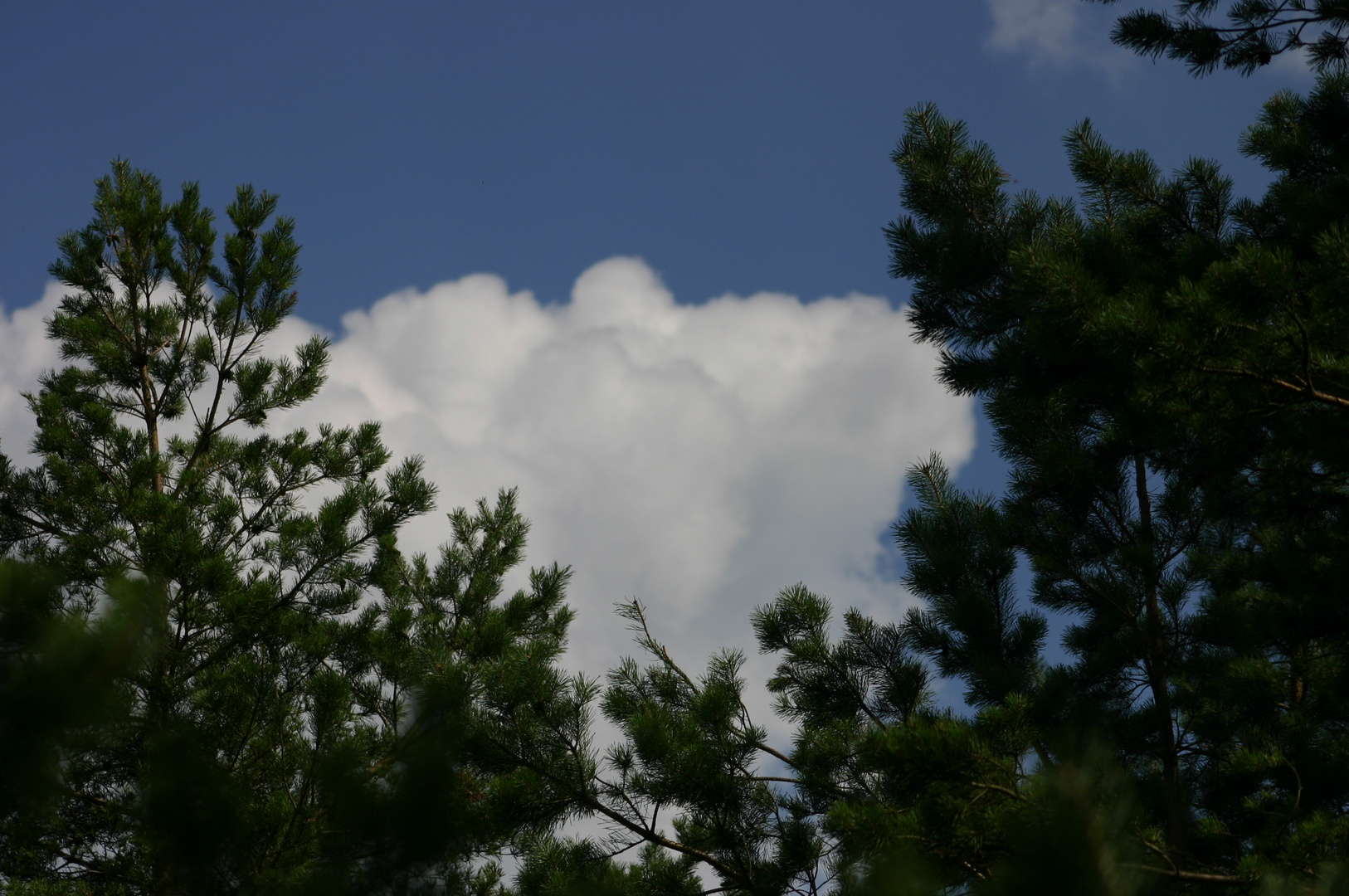 Bäume und Wolke